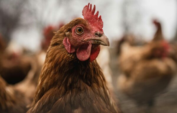 aves scaled aves scaled