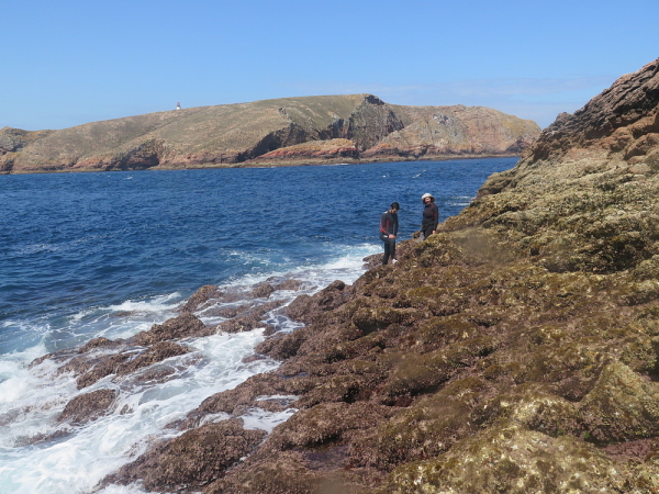 berlengas